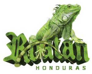 Roatan Iguana