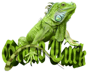 Grand Turk Iguana