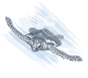 Oklahoma Aquarium Sea Turtle